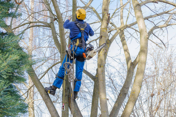 Reliable Albany, MO Tree Care Solutions